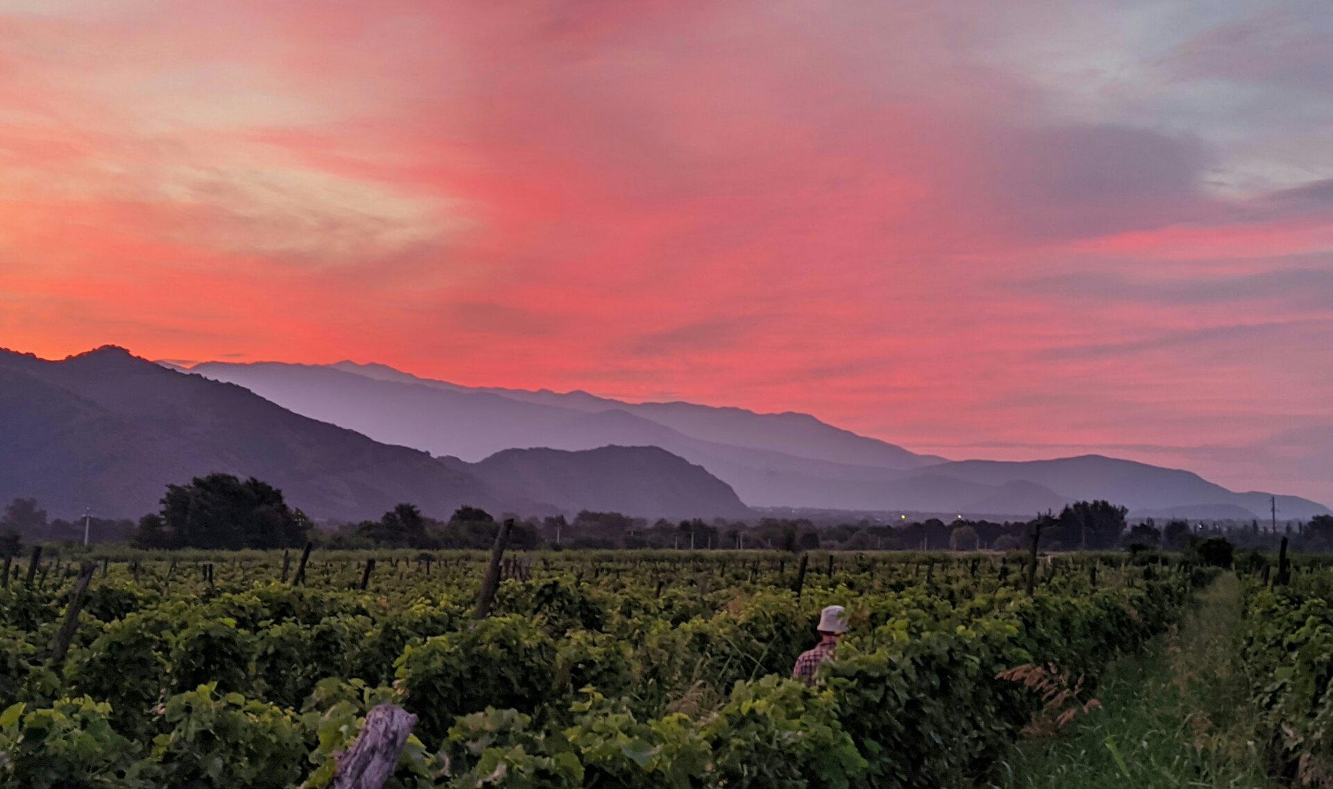 A Kakheti vineyard with the Greater Caucasus mountains in the distance at sunset.