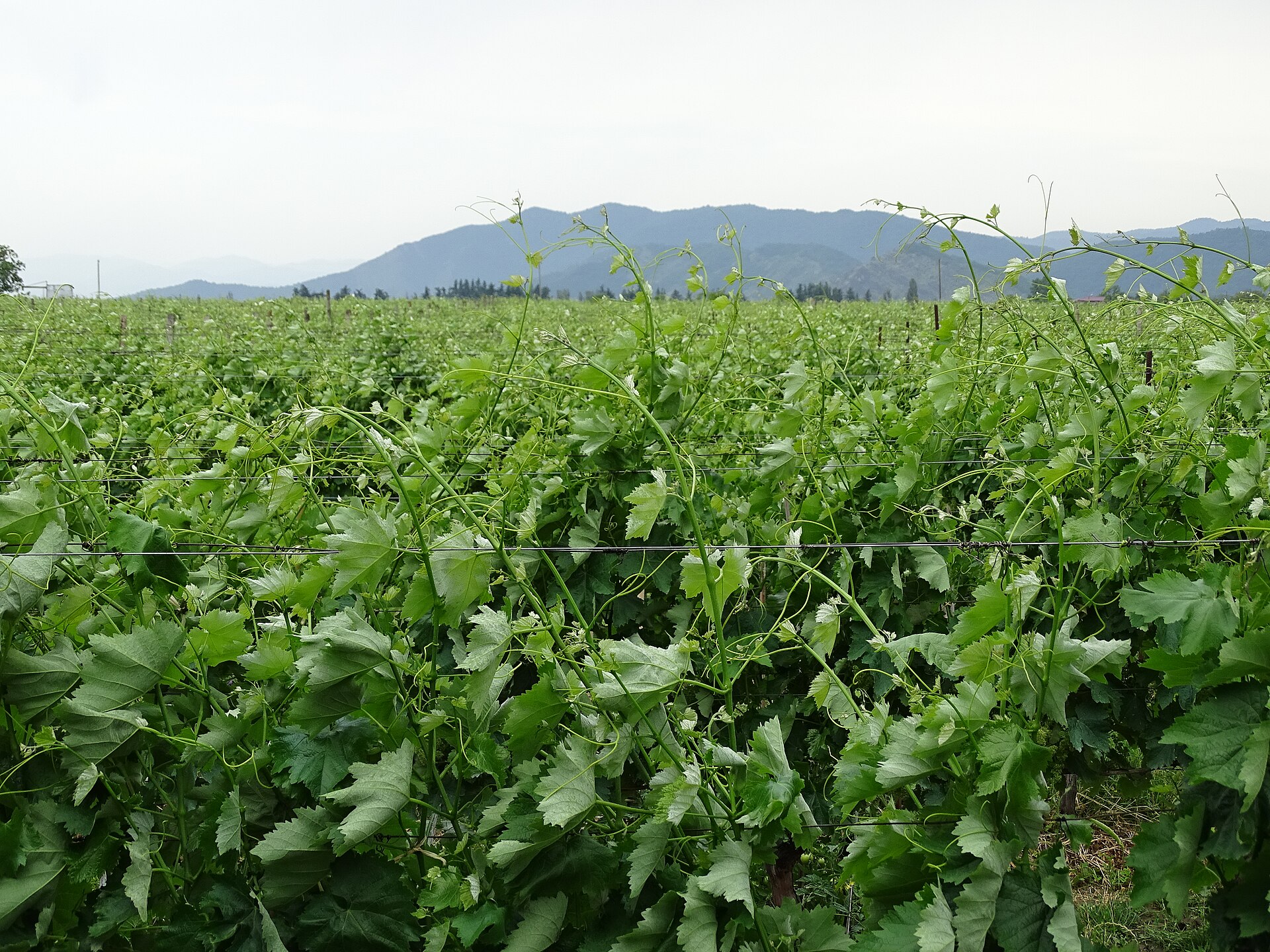Vineyard rows on rolling hills near Telavi in Kakheti, Georgia's main wine country, the Caucasus foothills rising in the distance.